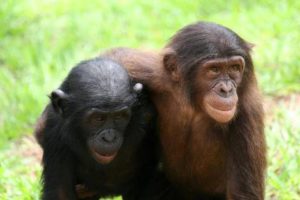 image-1-great-apes